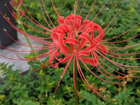 彼岸花 紫色|【彼岸花の花言葉】怖い意味もある？色別の花言葉と。